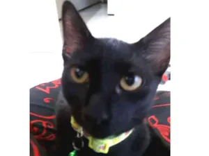 Gato raça  idade 2 a 6 meses nome Logan