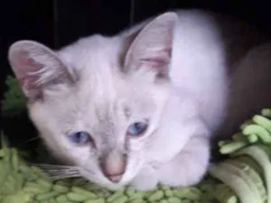 Gato raça  idade 7 a 11 meses nome Diva
