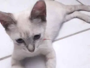 Gato raça  idade 7 a 11 meses nome Diva