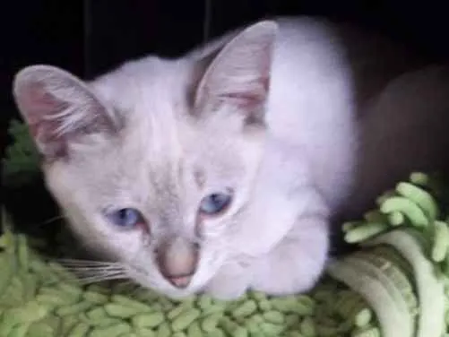 Gato ra a  idade 7 a 11 meses nome Diva