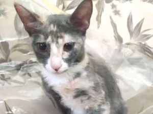 Gato raça  idade 2 a 6 meses nome Anita