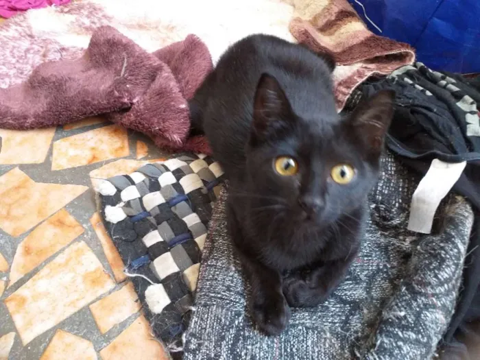 Gato raça Srd idade 2 a 6 meses nome Yuri