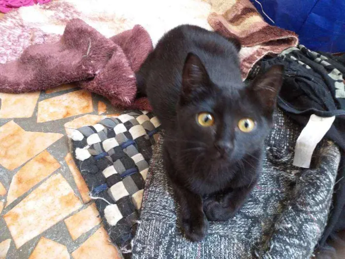 Gato raça Srd idade 2 a 6 meses nome Yuri