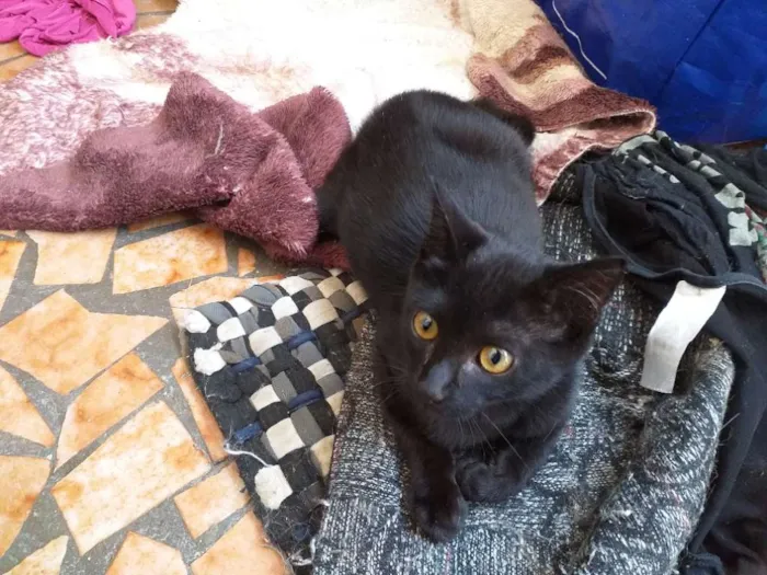 Gato raça Srd idade 2 a 6 meses nome Yuri