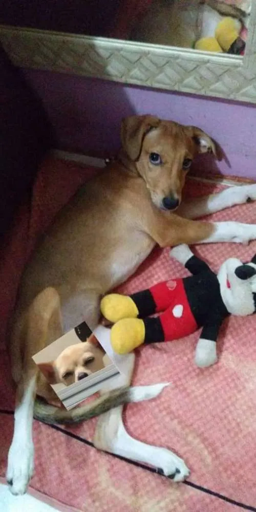 Cachorro ra a Vira-lata idade 2 a 6 meses nome Moana