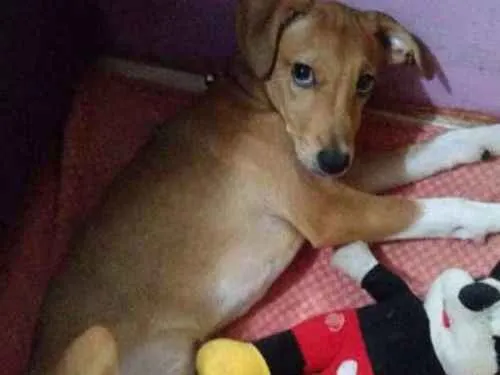 Cachorro ra a Vira-lata idade 2 a 6 meses nome Moana