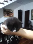 Não tem