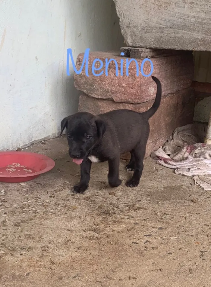 Cachorro ra a Sem raça  idade Abaixo de 2 meses nome Filhotes