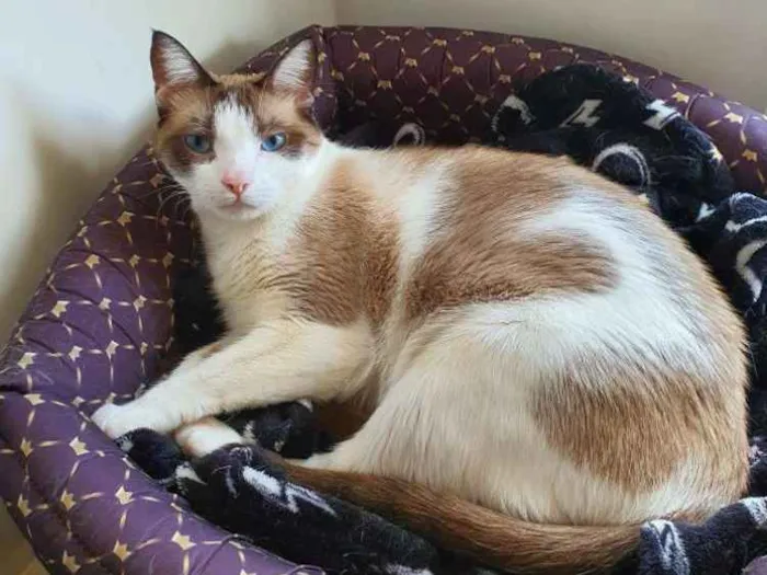 Gato ra a Sem raça definida idade 1 ano nome Elvis