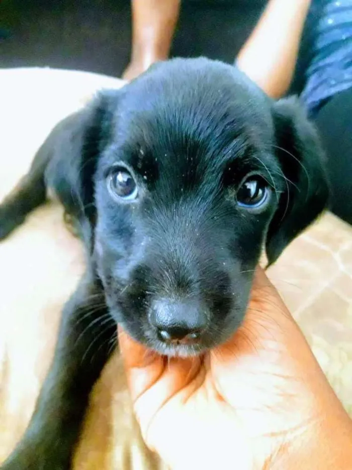 Cachorro ra a Mistura de rotwail e viralata idade 2 a 6 meses nome Pingo