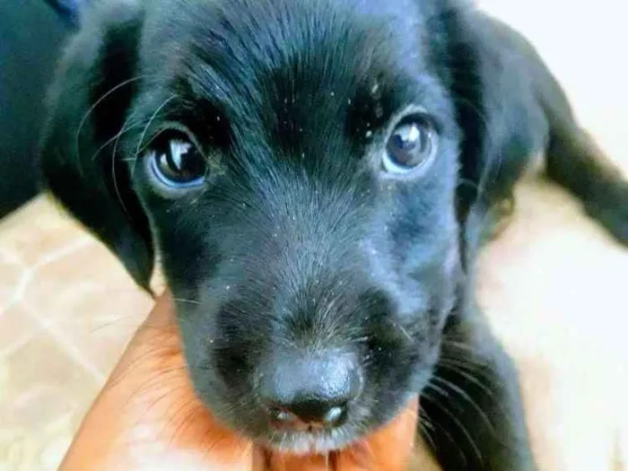 Cachorro ra a Mistura de rotwail e viralata idade 2 a 6 meses nome Pingo