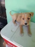 Pretinha