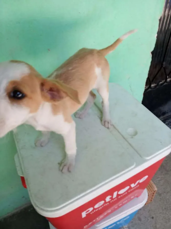 Cachorro ra a Sdr idade 2 a 6 meses nome Pretinha