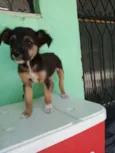Pretinha