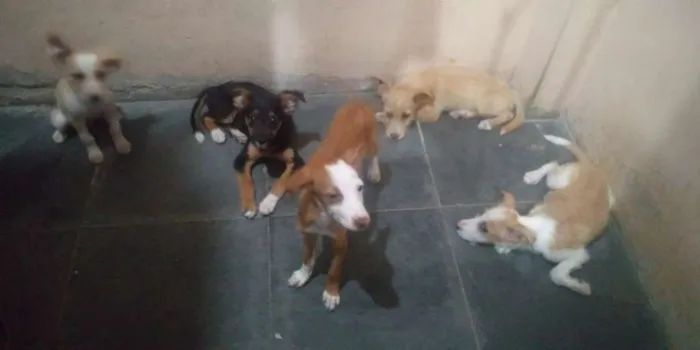Cachorro ra a Sdr idade 2 a 6 meses nome Pretinha