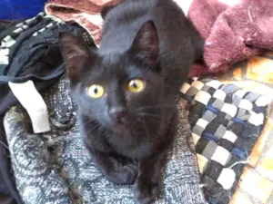 Gato raça Srd idade 2 a 6 meses nome Yuri