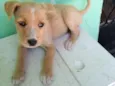 Pretinha