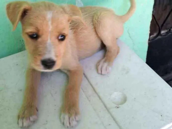 Cachorro ra a Sdr idade 2 a 6 meses nome Pretinha