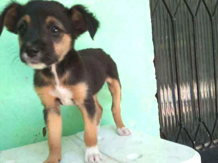 Cachorro ra a Sdr idade 2 a 6 meses nome Pretinha