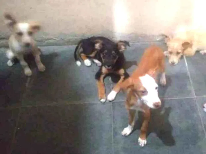 Cachorro ra a Sdr idade 2 a 6 meses nome Pretinha