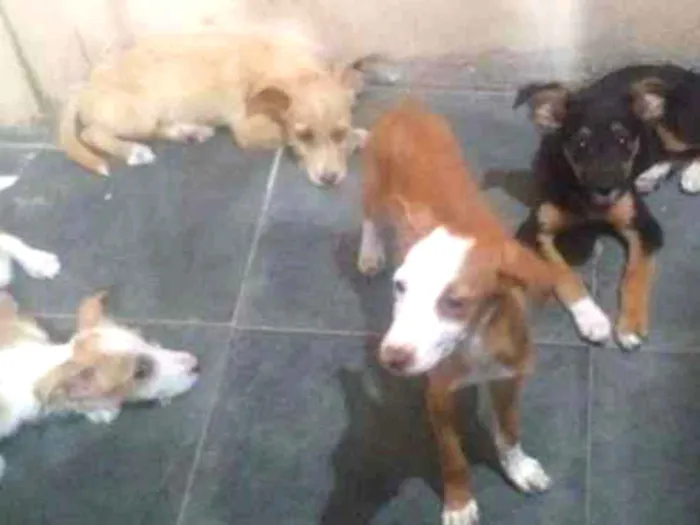 Cachorro ra a Sdr idade 2 a 6 meses nome Pretinha