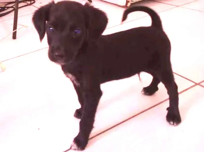 Cachorro ra a Mistura de rotwail e viralata idade 2 a 6 meses nome Pingo