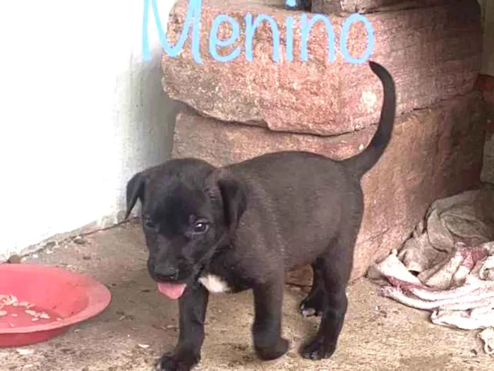 Cachorro ra a Sem raça  idade Abaixo de 2 meses nome Filhotes