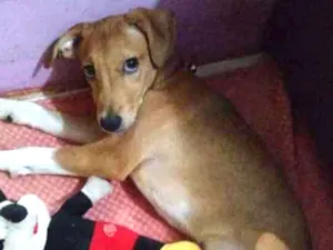 Cachorro raça Vira-lata idade 2 a 6 meses nome Moana