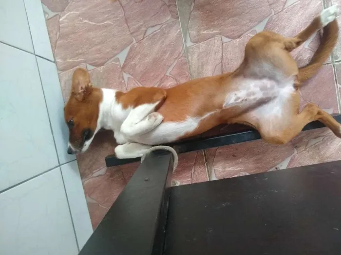 Cachorro ra a SRD idade 7 a 11 meses nome Lessy
