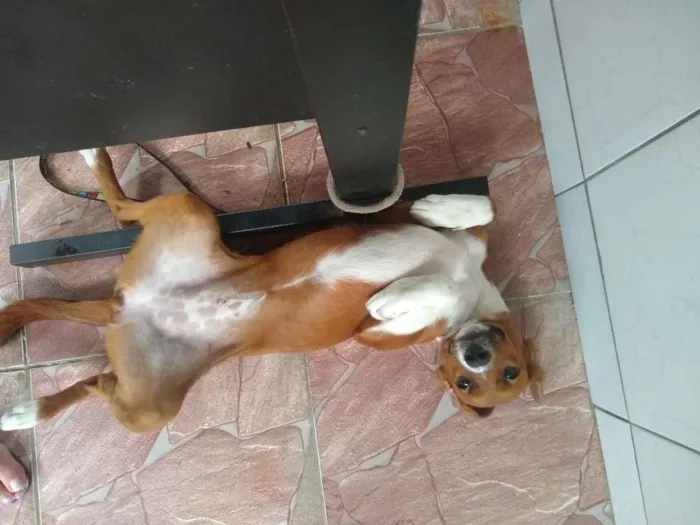 Cachorro ra a SRD idade 7 a 11 meses nome Lessy