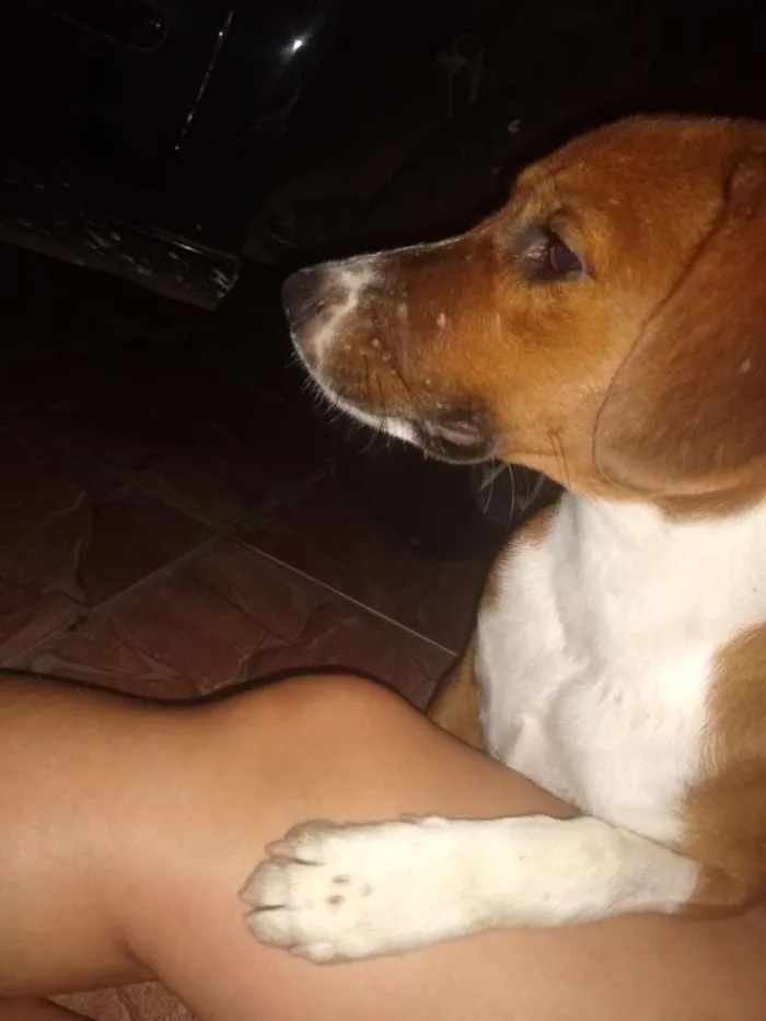 Cachorro ra a SRD idade 7 a 11 meses nome Lessy