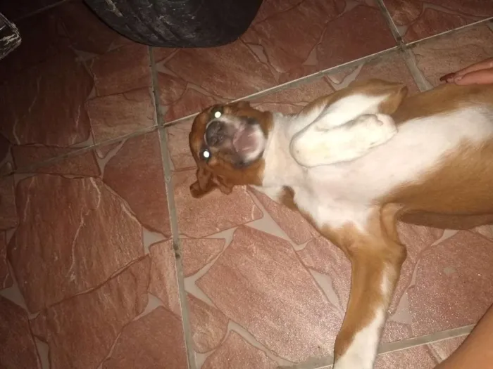 Cachorro ra a SRD idade 7 a 11 meses nome Lessy