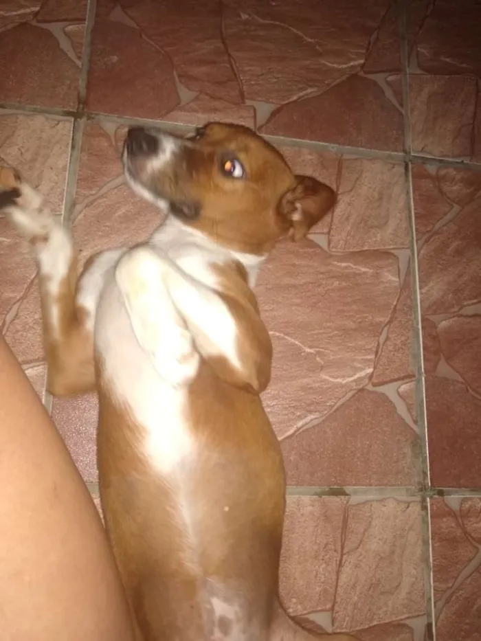 Cachorro ra a SRD idade 7 a 11 meses nome Lessy
