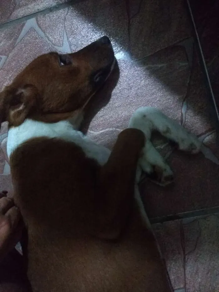 Cachorro ra a SRD idade 7 a 11 meses nome Lessy