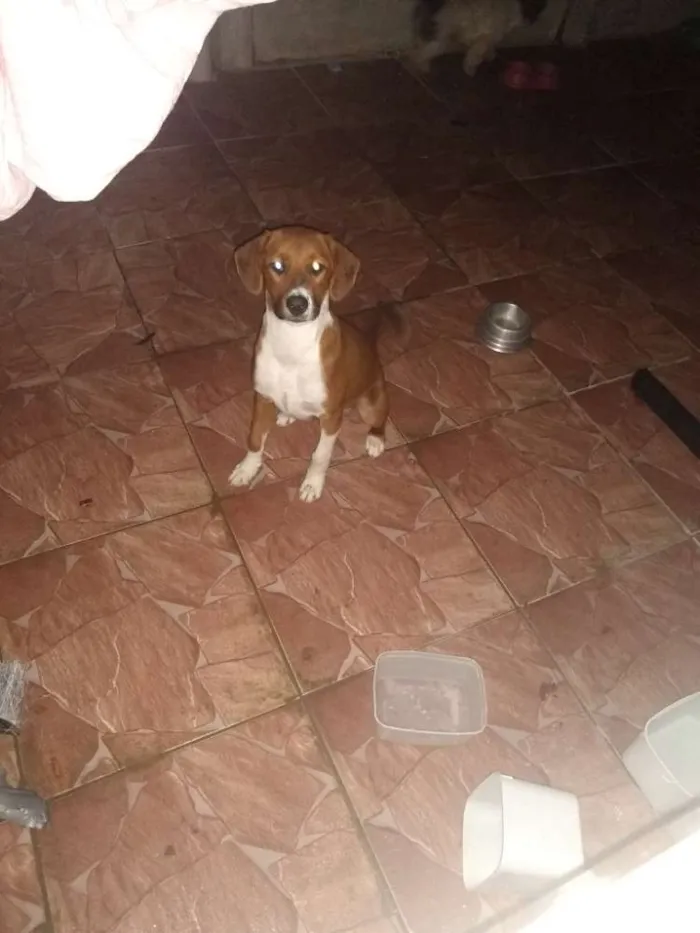 Cachorro ra a SRD idade 7 a 11 meses nome Lessy