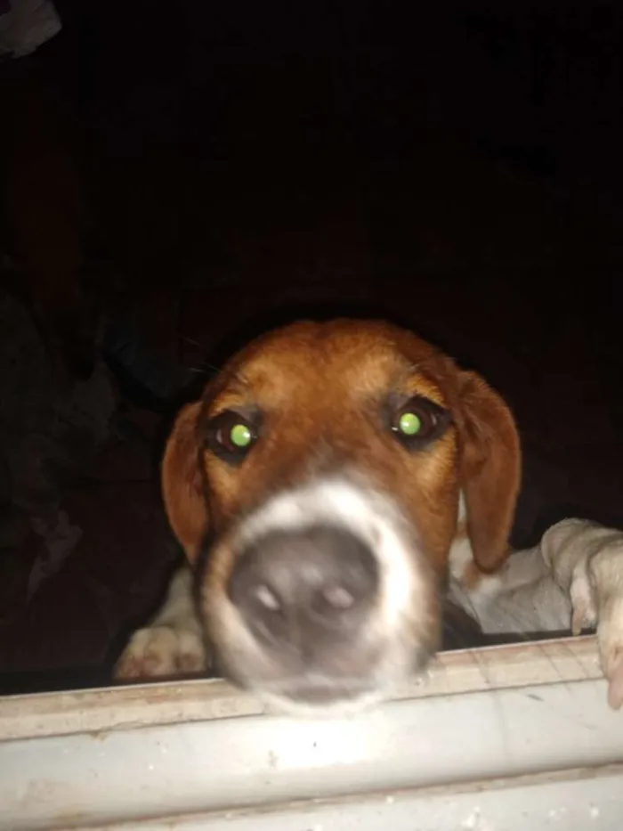 Cachorro ra a SRD idade 7 a 11 meses nome Lessy