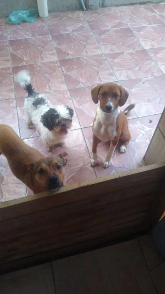 Cachorro ra a SRD idade 7 a 11 meses nome Lessy