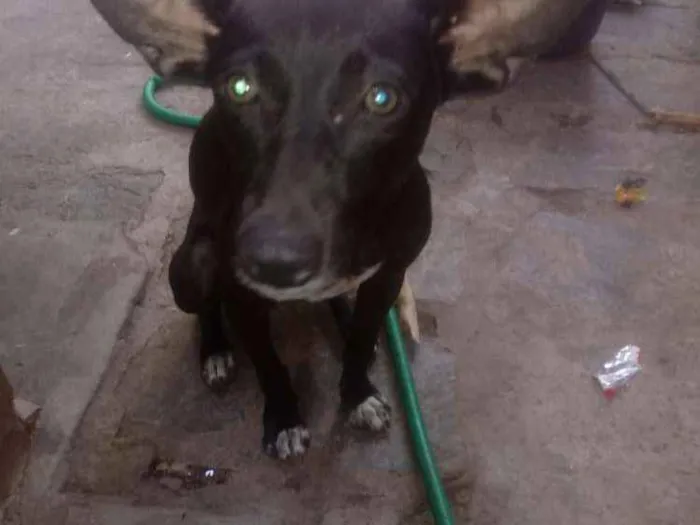 Cachorro ra a  idade 7 a 11 meses nome Pisquila