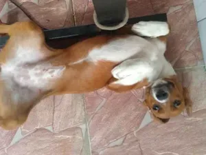Cachorro raça SRD idade 7 a 11 meses nome Lessy
