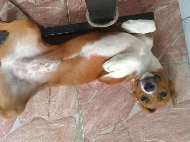 Cachorro ra a SRD idade 7 a 11 meses nome Lessy
