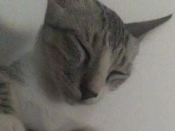 Gato ra a Sem raça idade Abaixo de 2 meses nome Fred