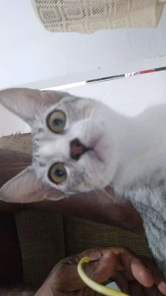 Gato ra a Sem raça idade Abaixo de 2 meses nome Fred