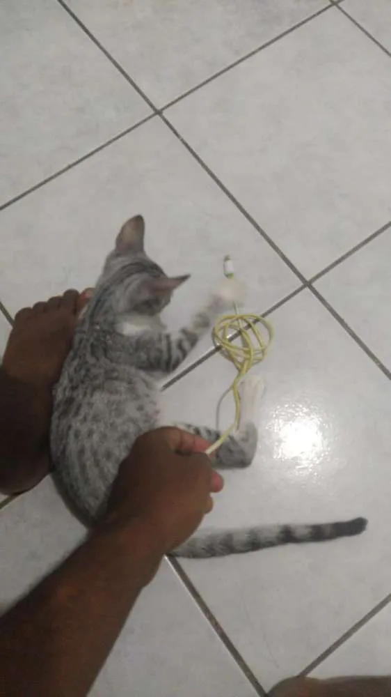 Gato ra a Sem raça idade Abaixo de 2 meses nome Fred