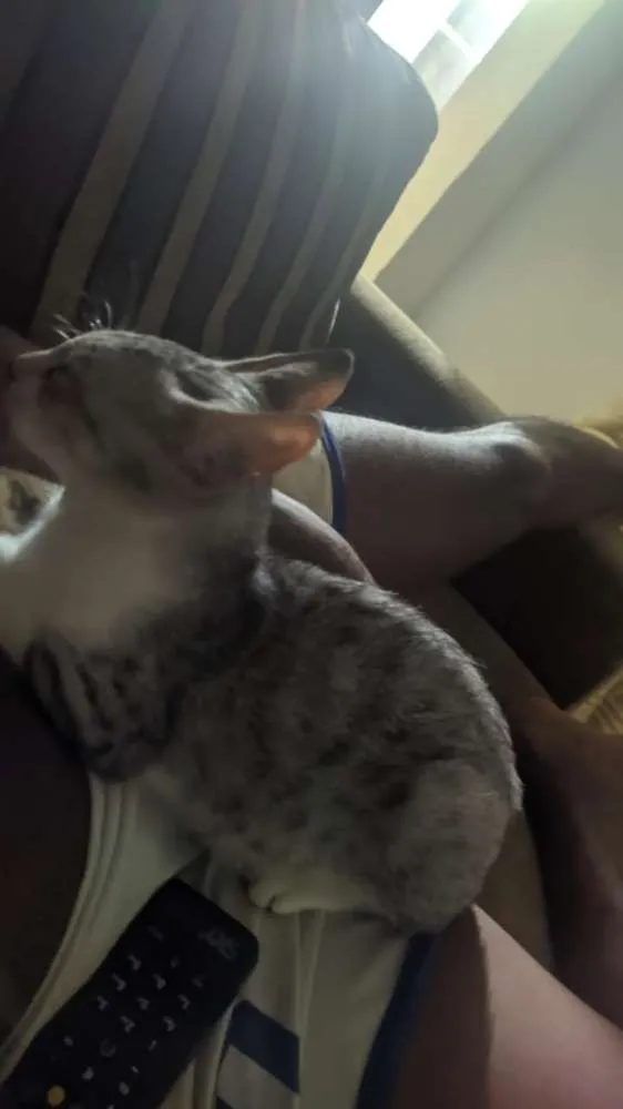 Gato ra a Sem raça idade Abaixo de 2 meses nome Fred