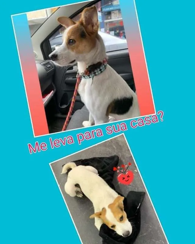Cachorro ra a SRD idade 1 ano nome José