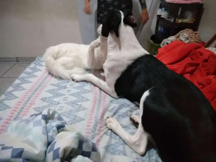 Cachorro ra a Sem raça definida idade 1 ano nome Hanabi