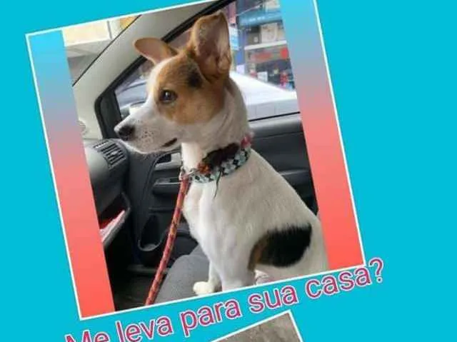 Cachorro ra a SRD idade 1 ano nome José