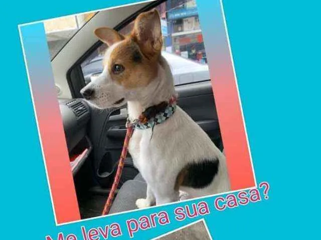 Cachorro ra a SRD idade 1 ano nome José