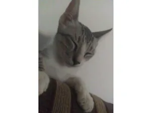 Gato raça Sem raça idade Abaixo de 2 meses nome Fred