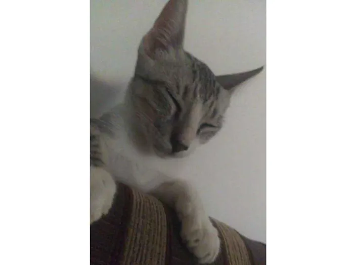 Gato ra a Sem raça idade Abaixo de 2 meses nome Fred